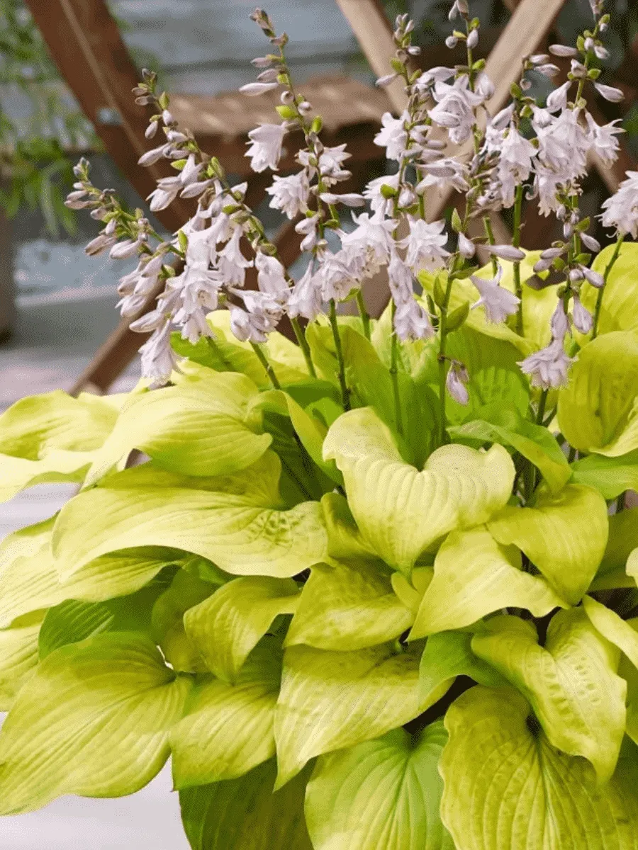 Хоста Ki Ren Jyaku