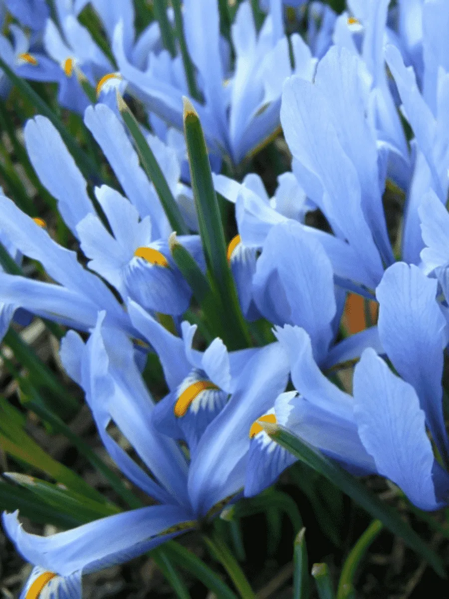 Ирис сетчатый Cantab