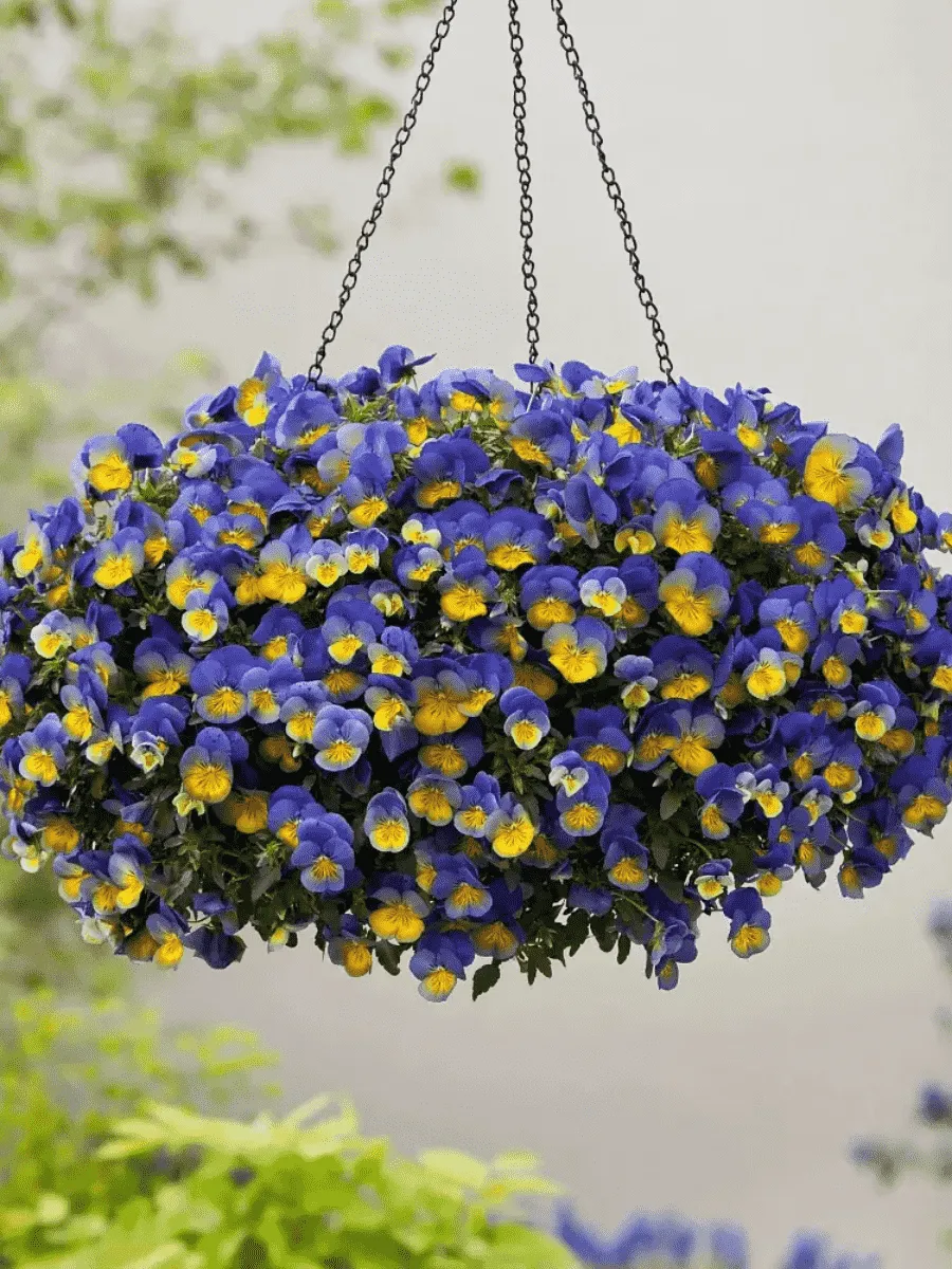 Виола ампельная Morpho