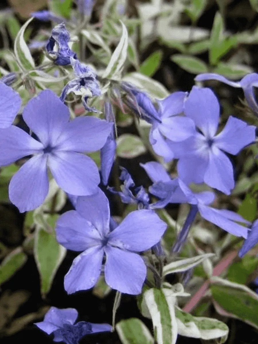 Флокс растопыренный Montrose Tricolor