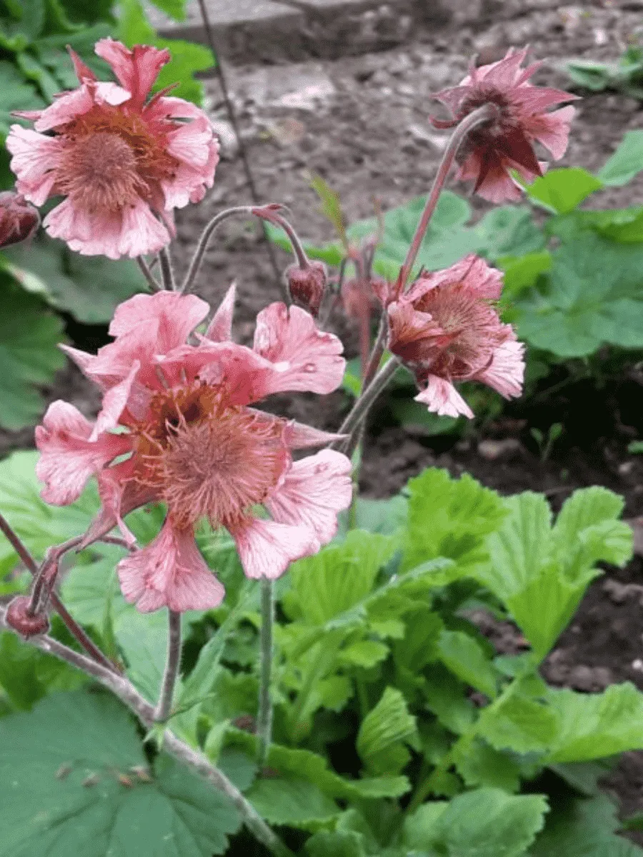 Гравилат чилийский Pink Fluffy