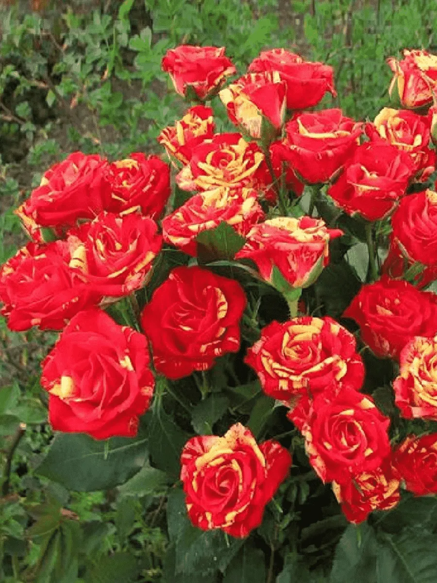 Роза спрей Fire Flash Роза спрей Fire Flash