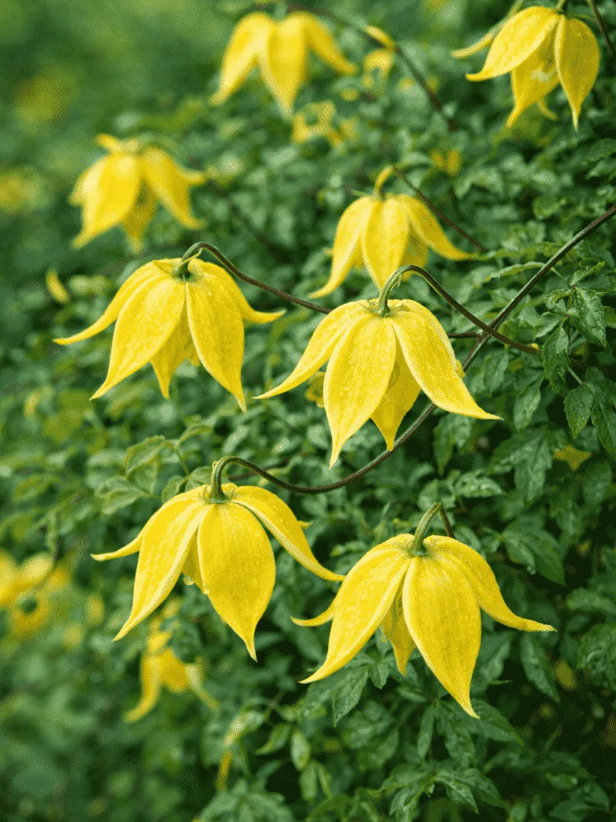 Клематис Little Lemons