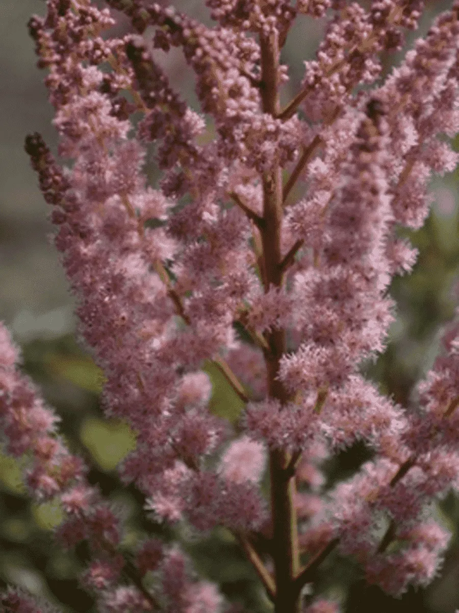 Астильба китайская Satin Pearls