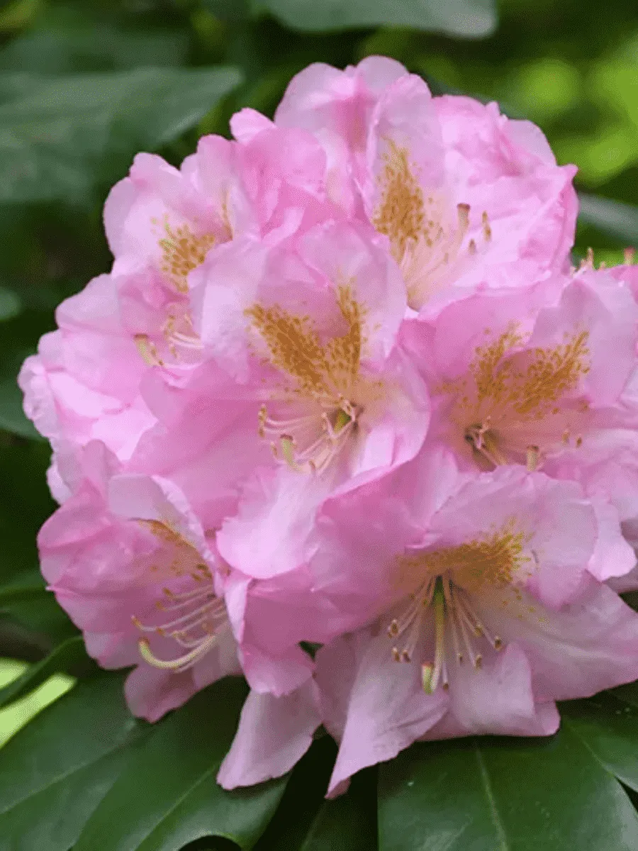 Рододендрон гибридный Scintillation