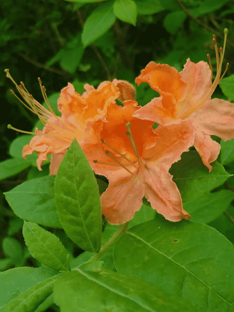 Рододендрон ноготковидный