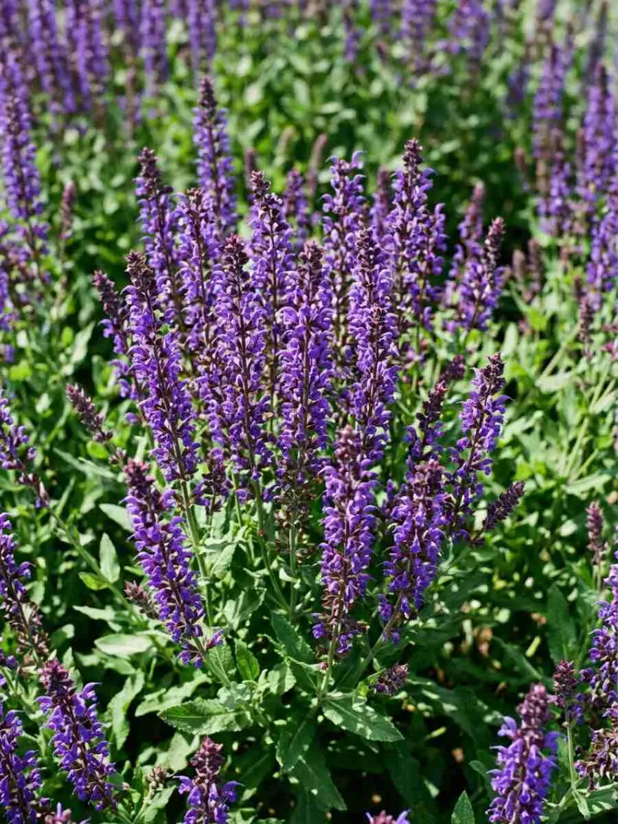 Шалфей дубравный Sensation Medium Violet