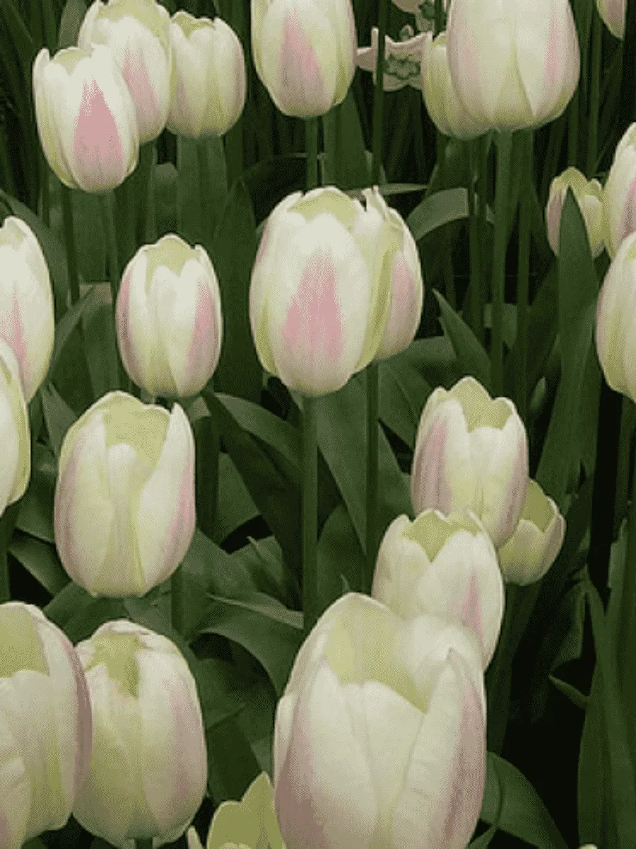 Тюльпан триумф Silk Surprise