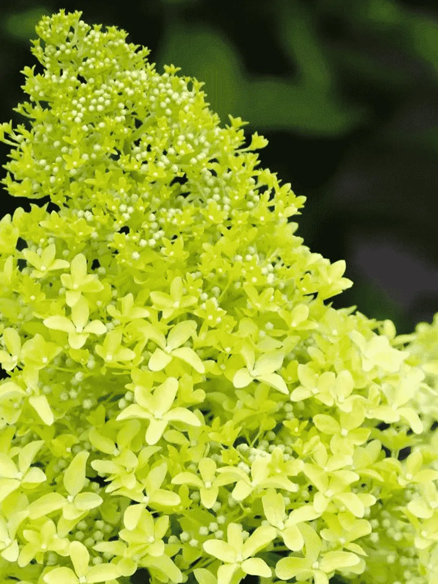 Гортензия метельчатая Magical Lime Sparkle ТОЛЬКО САМОВЫВОЗ Гортензия метельчатая Magical Lime Sparkle ТОЛЬКО САМОВЫВОЗ