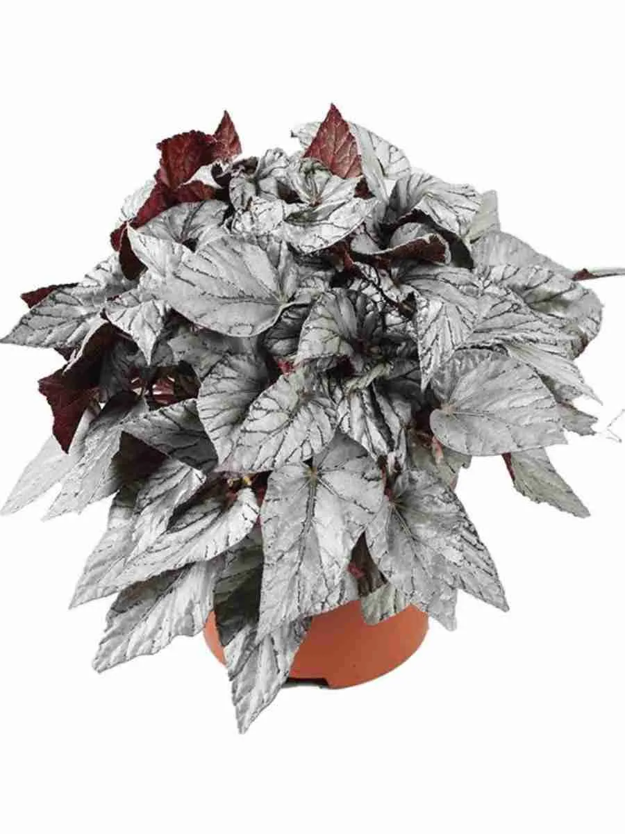 Бегония Beleaf Arctic Breeze