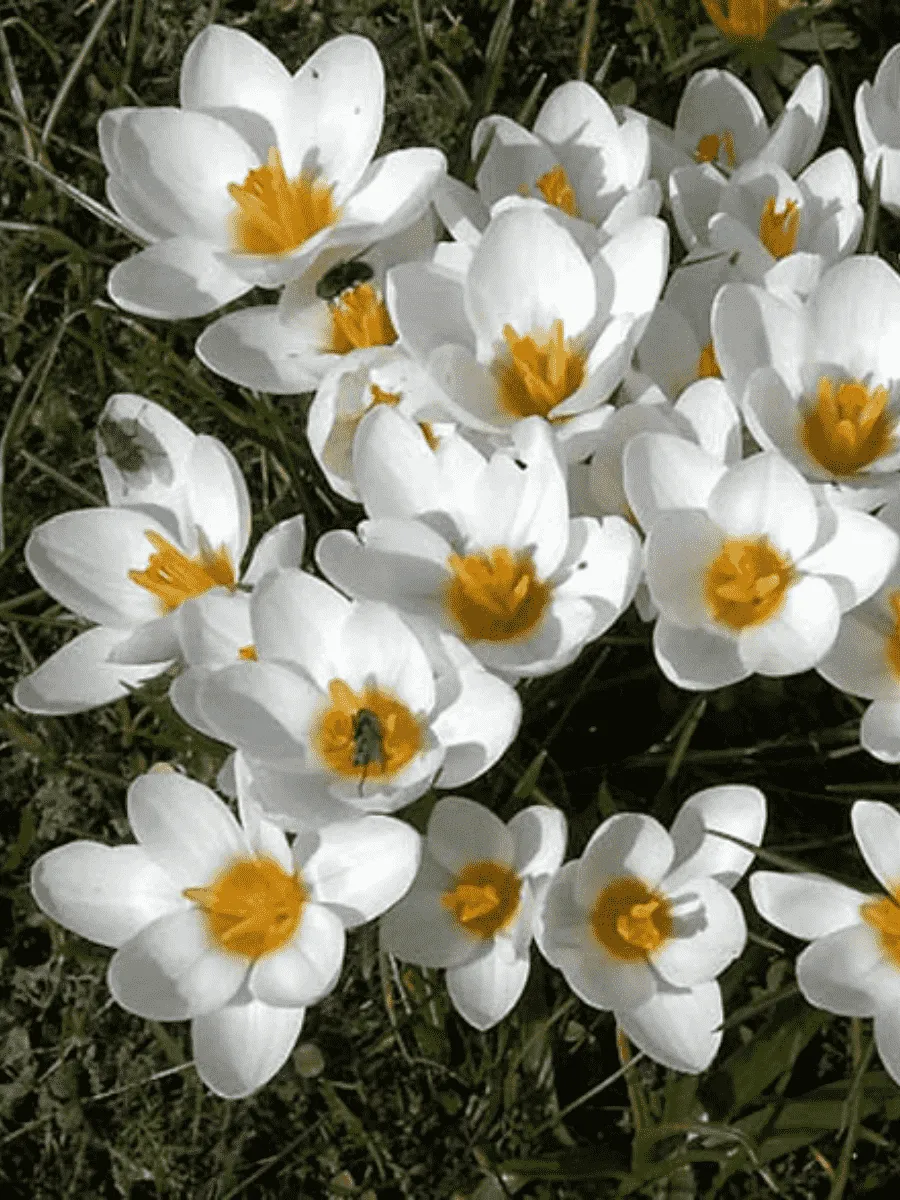 Крокус Ботанический Speciosus Alba