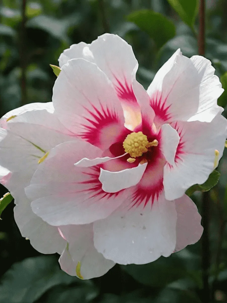 Гибискус Сирийский  Shintaeyang