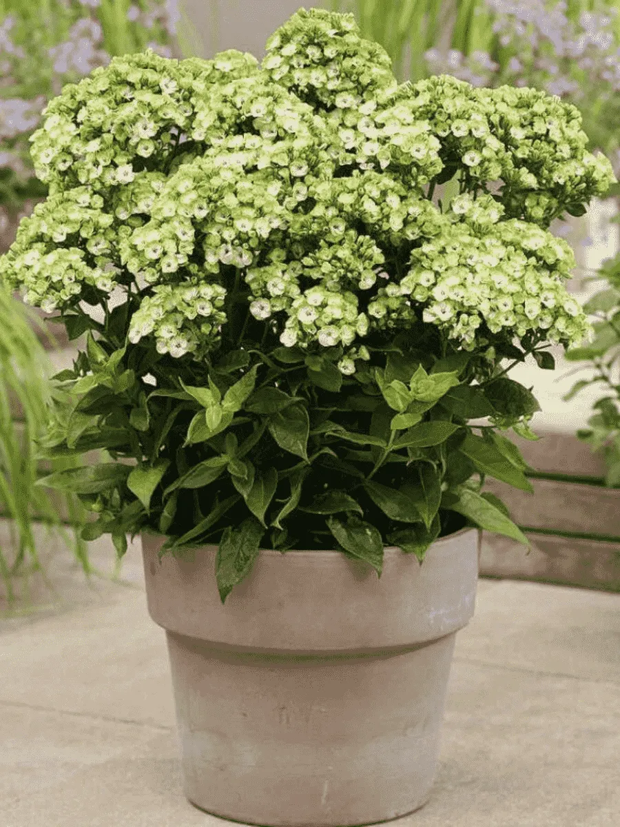 Флокс метельчатый Orchid Green