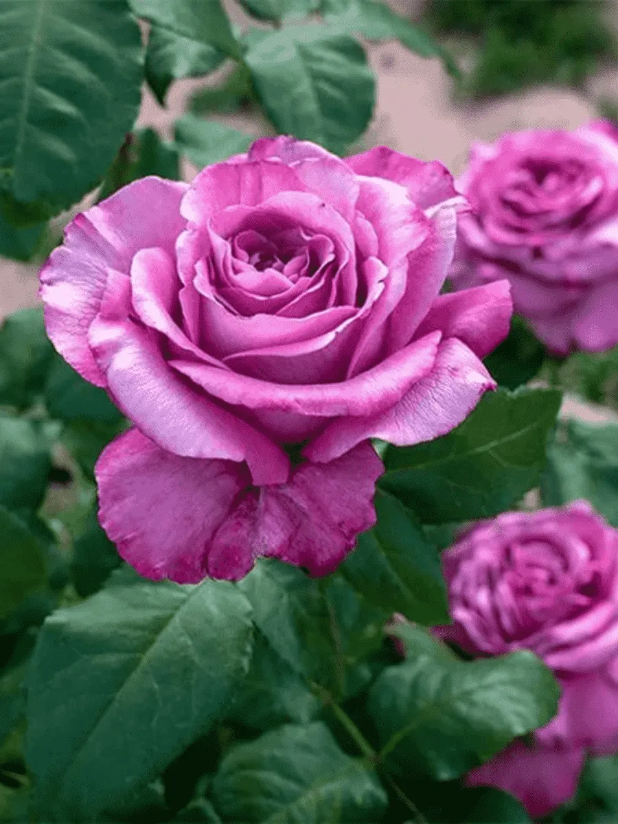 Роза чайно-гибридная Claude Brasseur