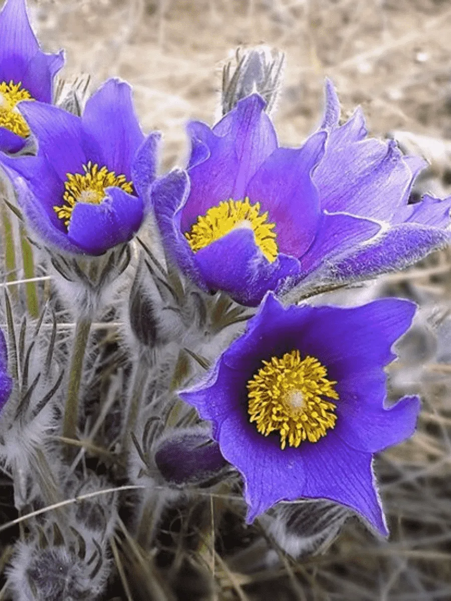 Прострел Раскрытый Прострел Раскрытый