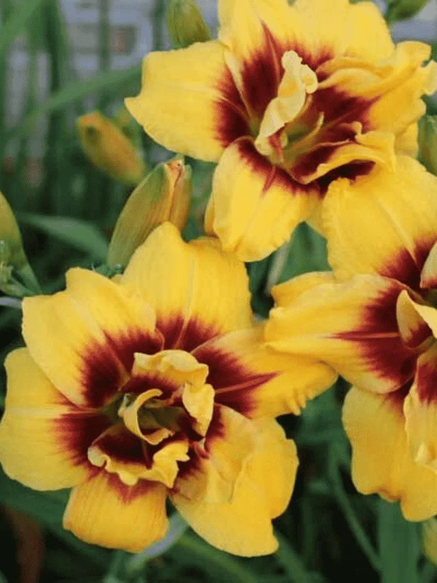 Лилейник Mount Helena