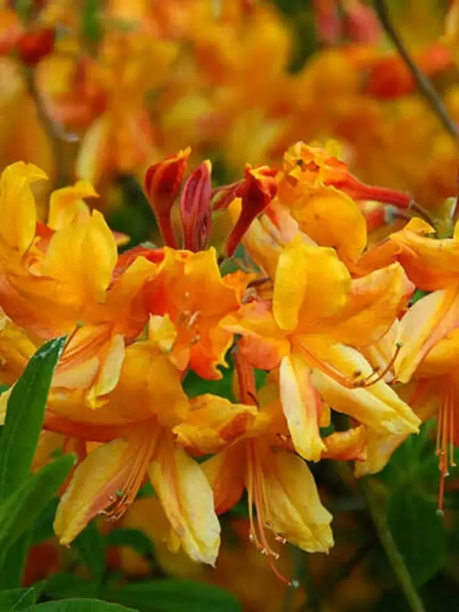 Азалия Orange Hit