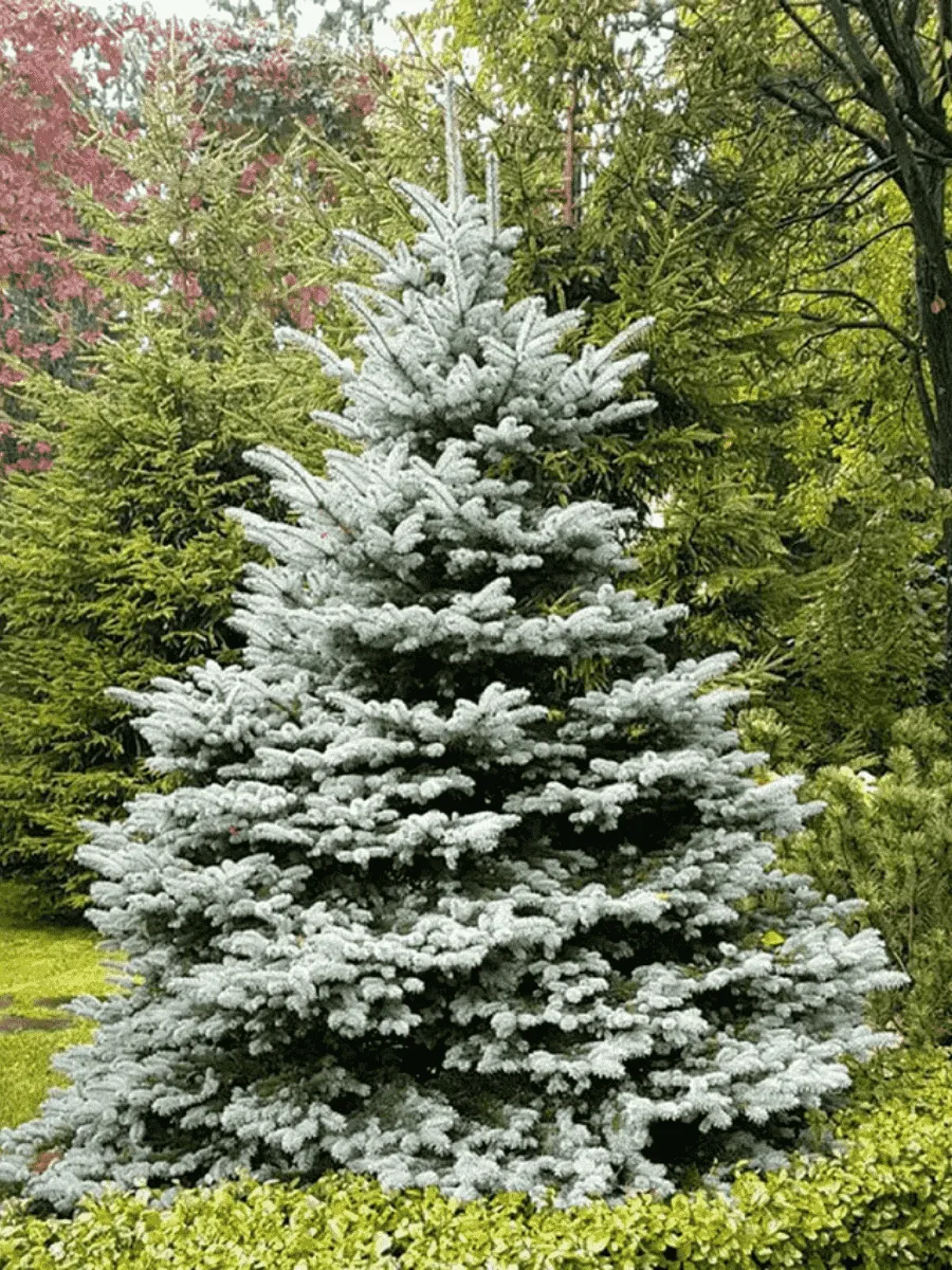 Ель колючая Fat Albert Ель колючая Fat Albert