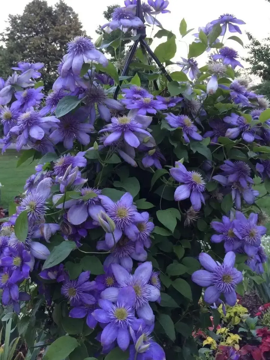 Клематис гибридный Blue Light