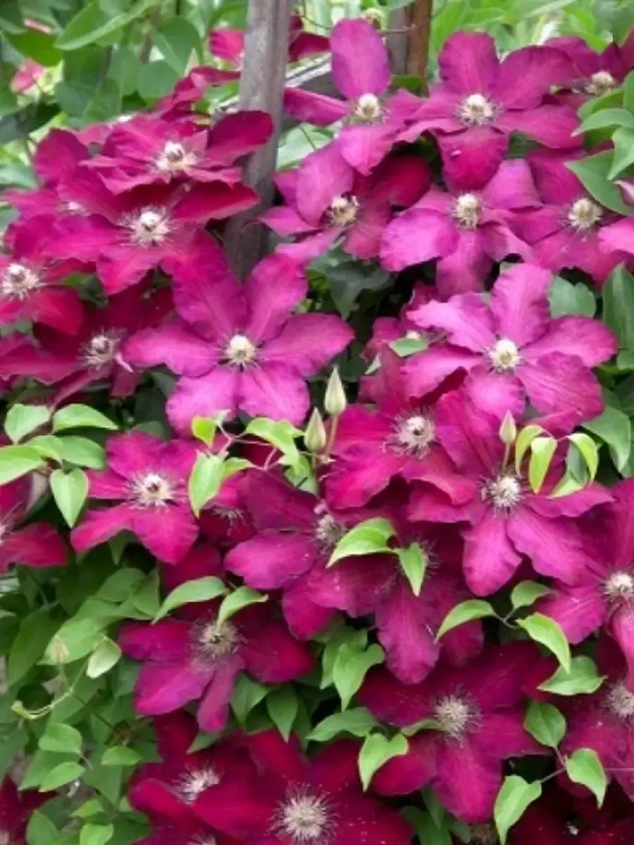 Клематис гибридный Mazowsze Клематис гибридный Mazowsze