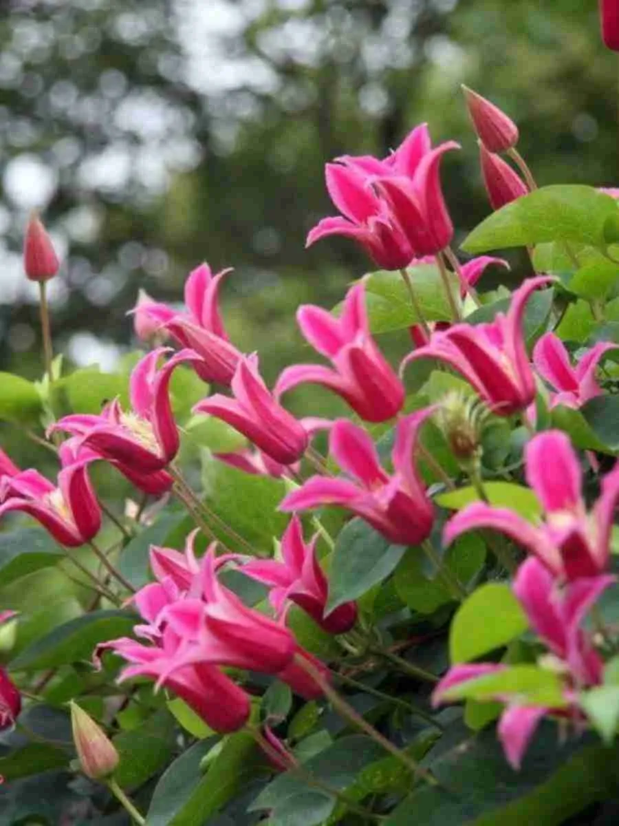 Клематис гибридный Princess Diana