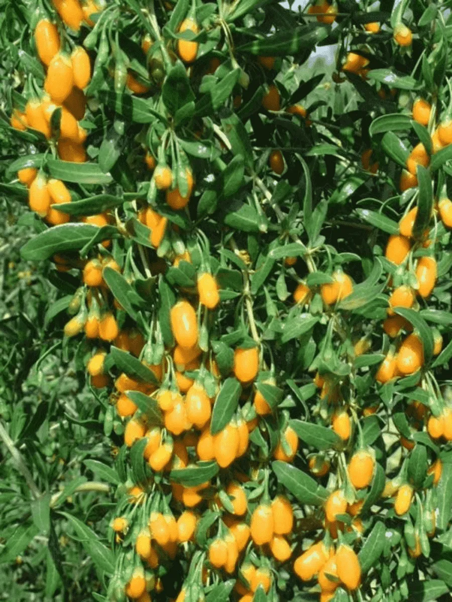 Годжи обыкновенная AMBER SWEET Годжи обыкновенная AMBER SWEET