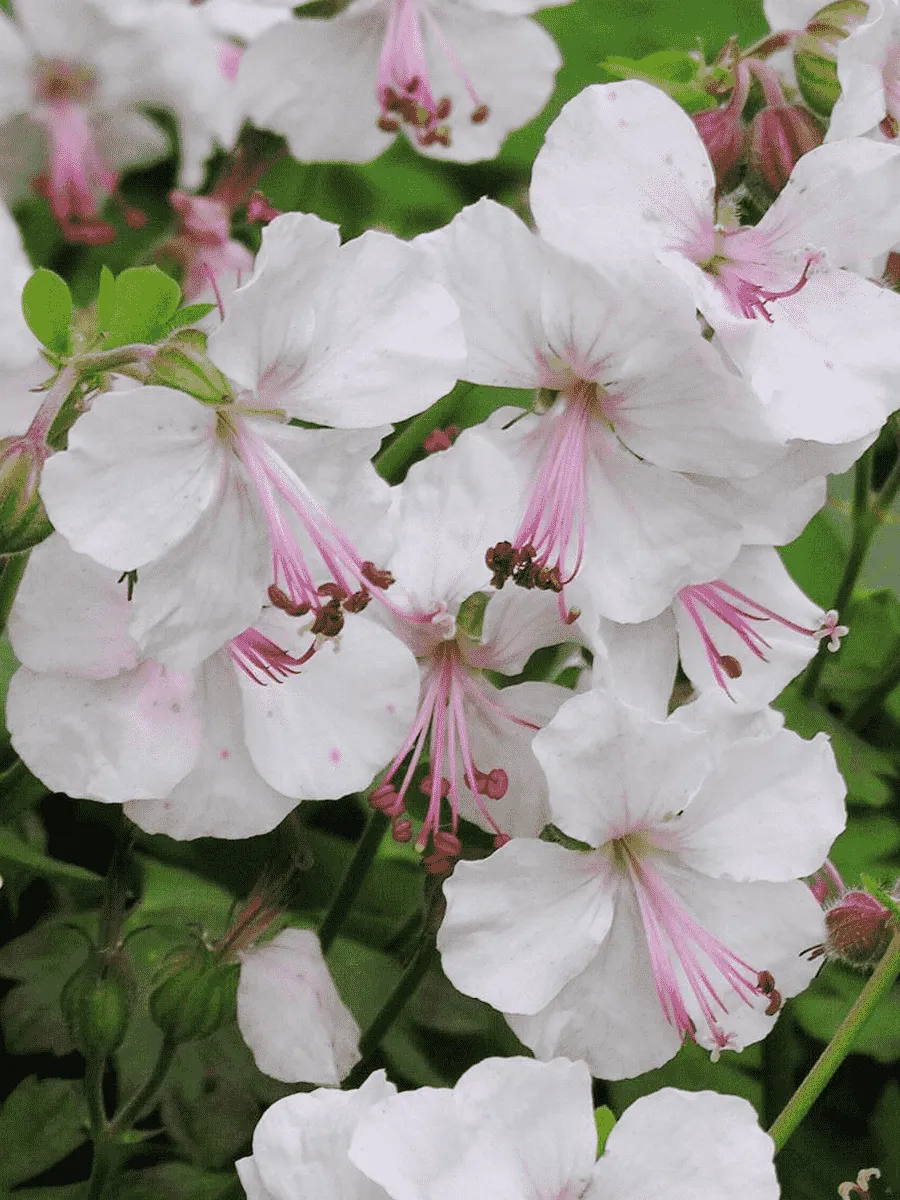 Герань кентабриджийская Biokovo