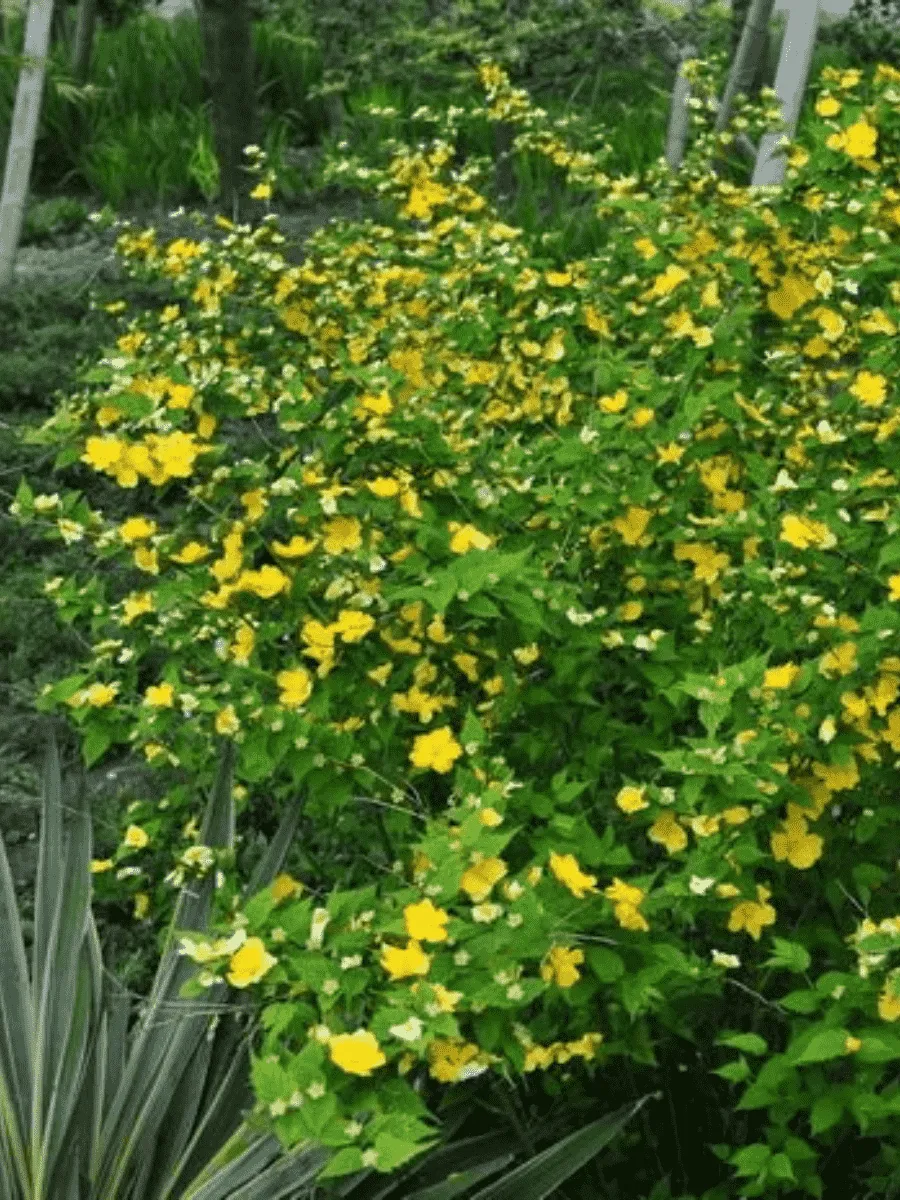 Керрия японская Golden Guinea