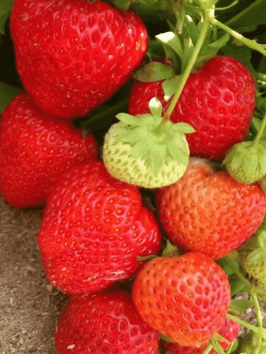 Земляника садовая Вима Тарда Земляника садовая Вима Тарда