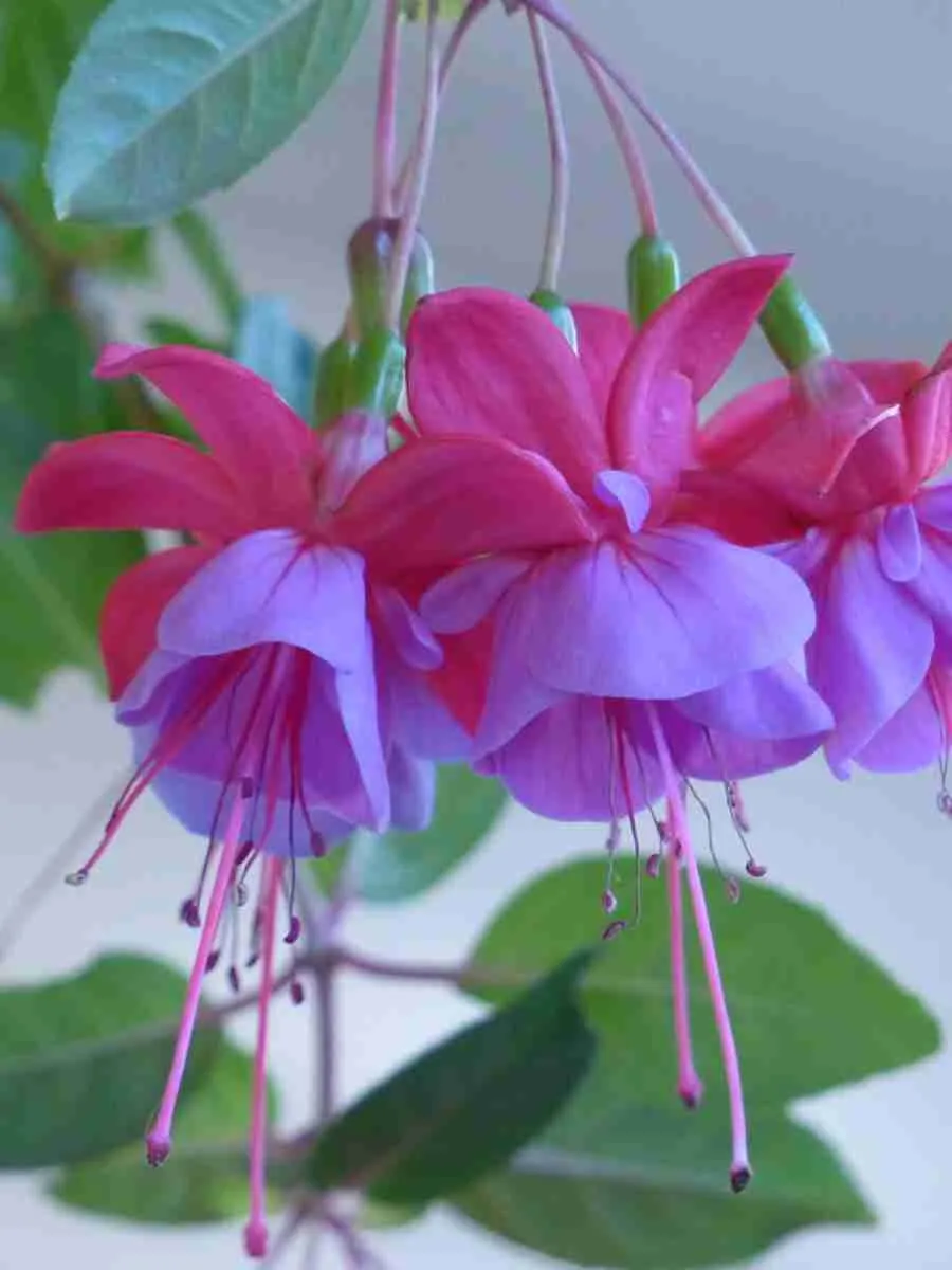 Фуксия Фуксия