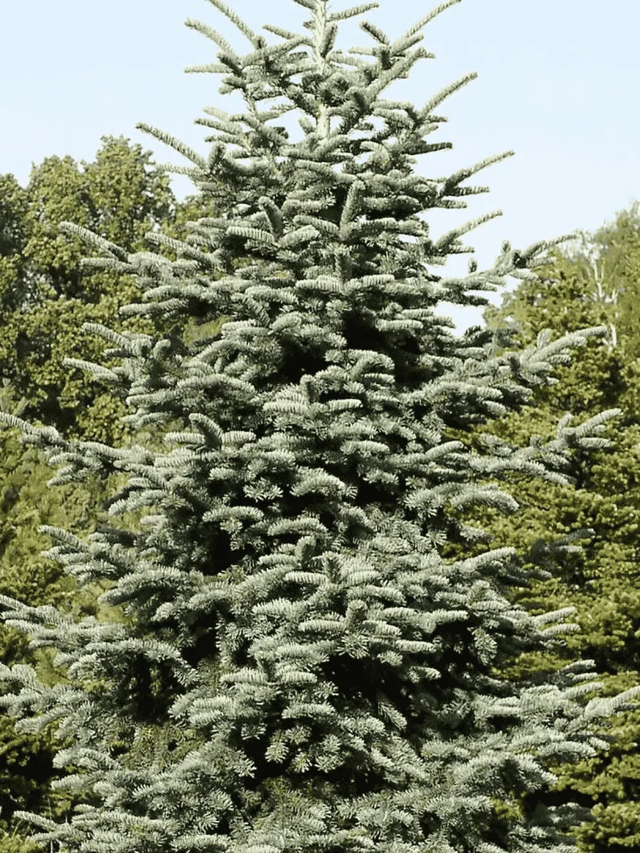 Пихта благородная