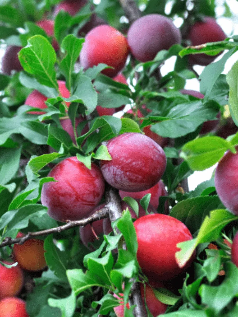 Алыча гибридная Путешественница