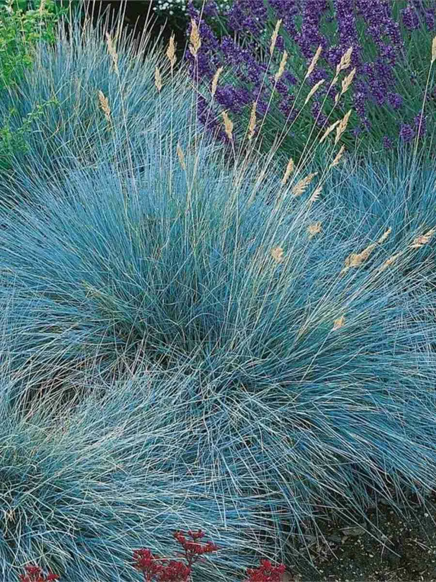 Овсяница сизая Blue Select Овсяница сизая Blue Select