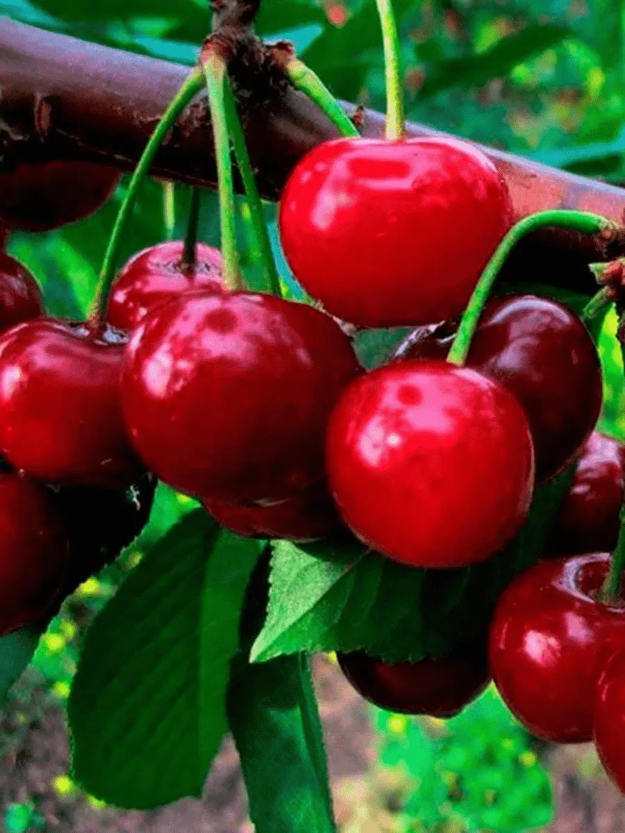 Дюк (Черевишня) Саратовская малышка Дюк (Черевишня) Саратовская малышка