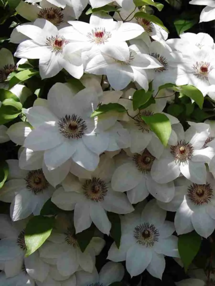 Клематис гибридный Anna Karolina