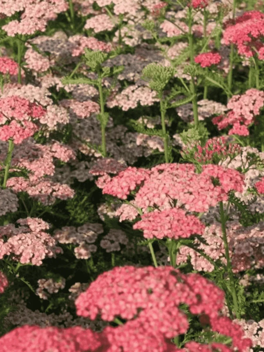 Тысячелистник обыкновенный Apricot Delight