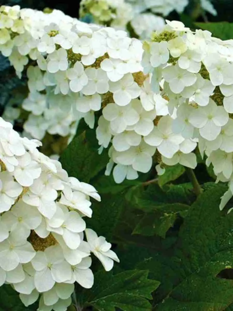 Гортензия дуболистная Snow Giant