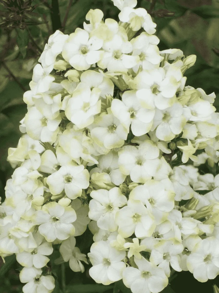 Флокс метельчатый Jade