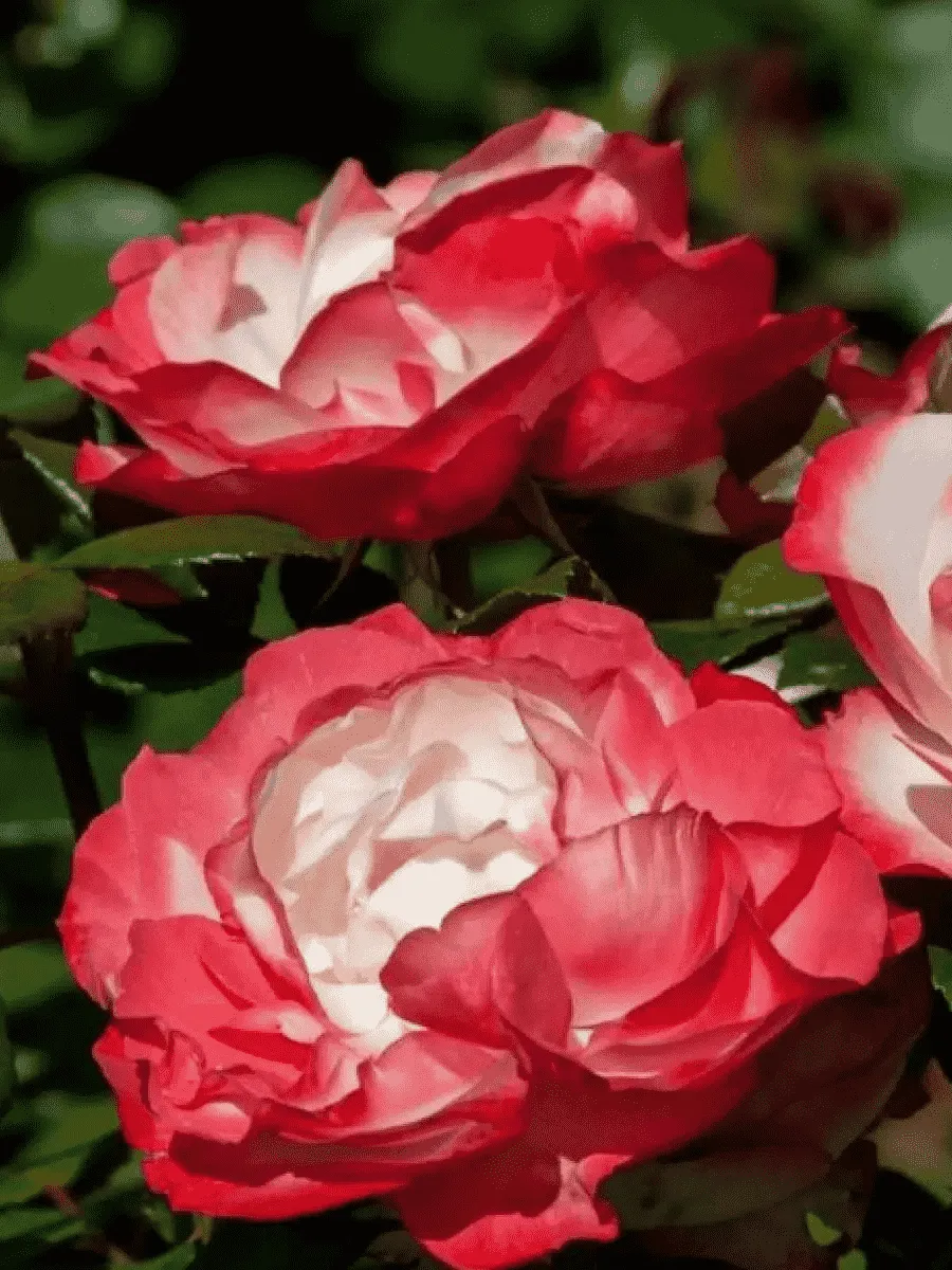 Роза Чайно-гибридная Nostalgie