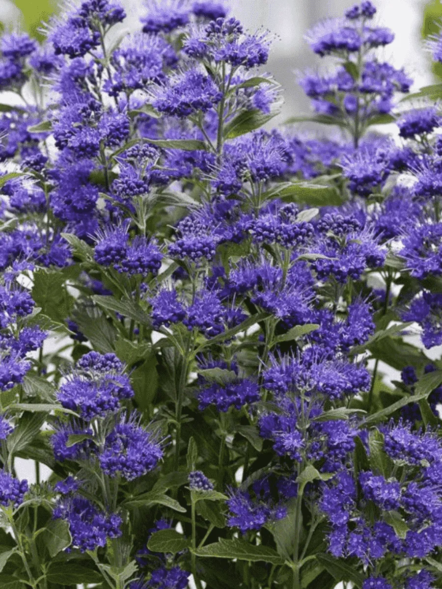 Кариоптерис Кариоптерис