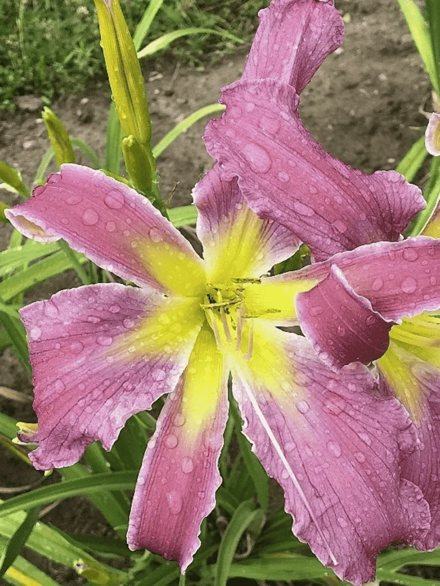 Лилейник Exotic Spider