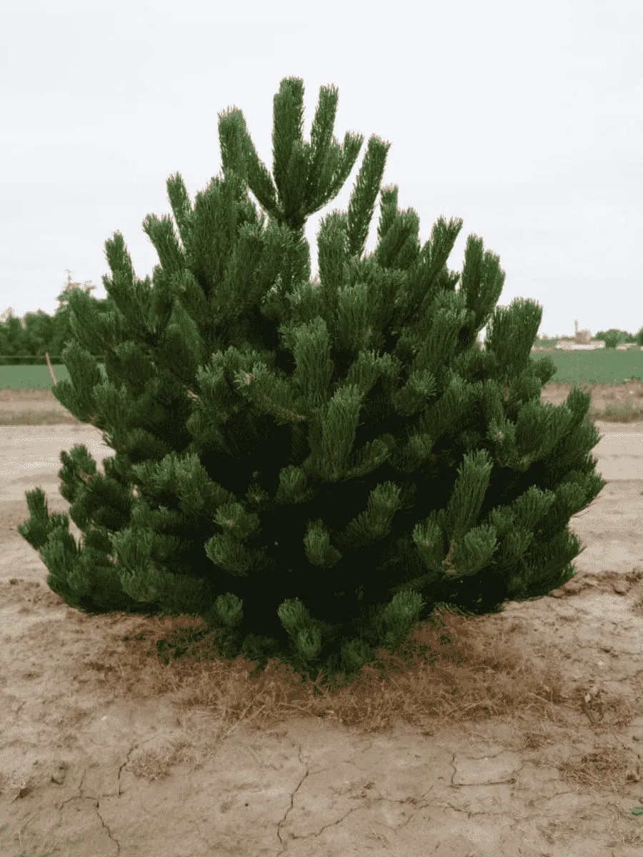 Сосна чёрная Oregon Green Сосна чёрная Oregon Green