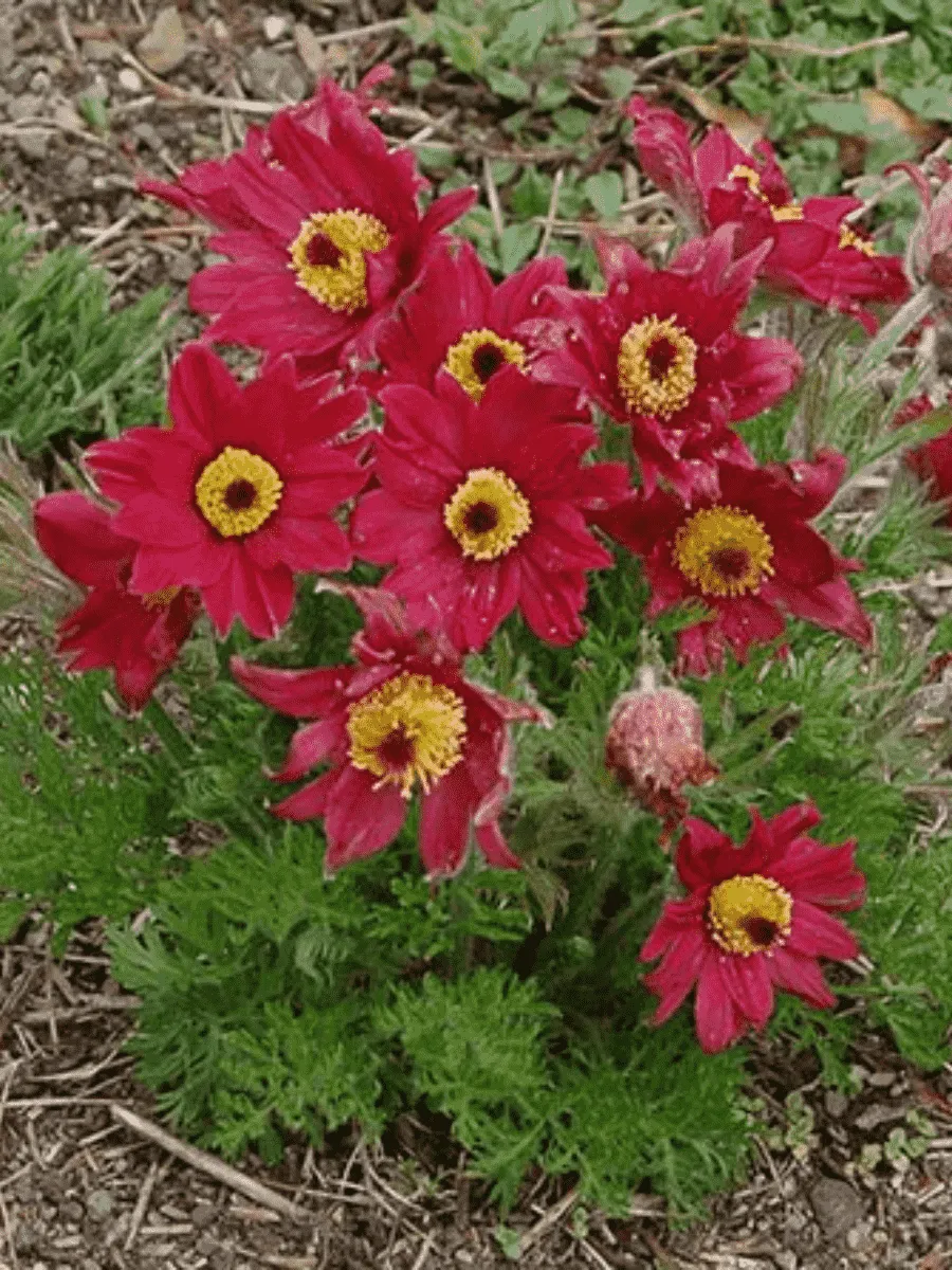 Прострел обыкновенный Rote Glocke Прострел обыкновенный Rote Glocke