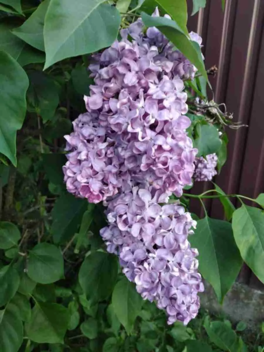 Сирень обыкновенная Алексей Маресьев