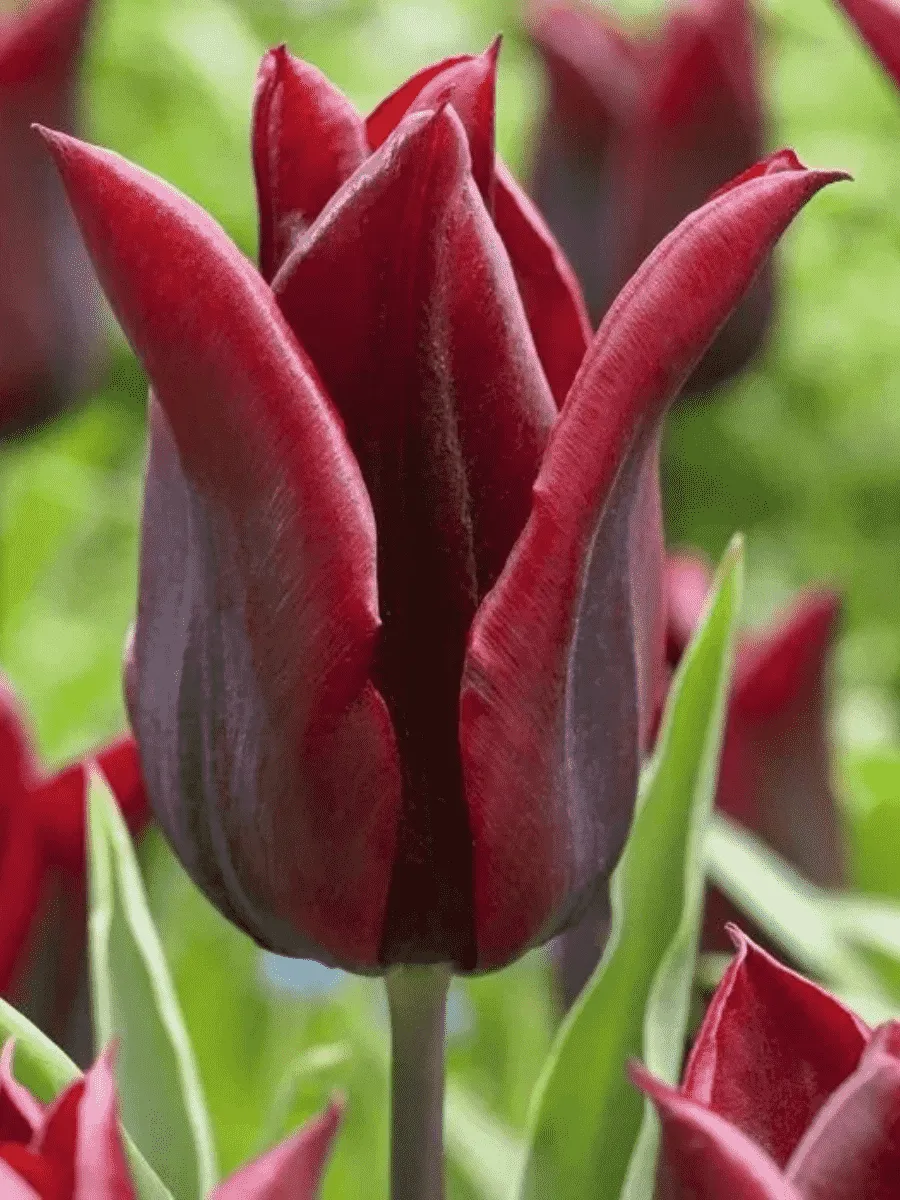 Тюльпан лилиецветный Lasting Love