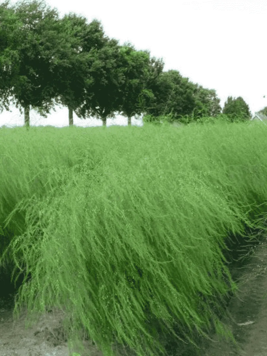 Спаржа Спаржа