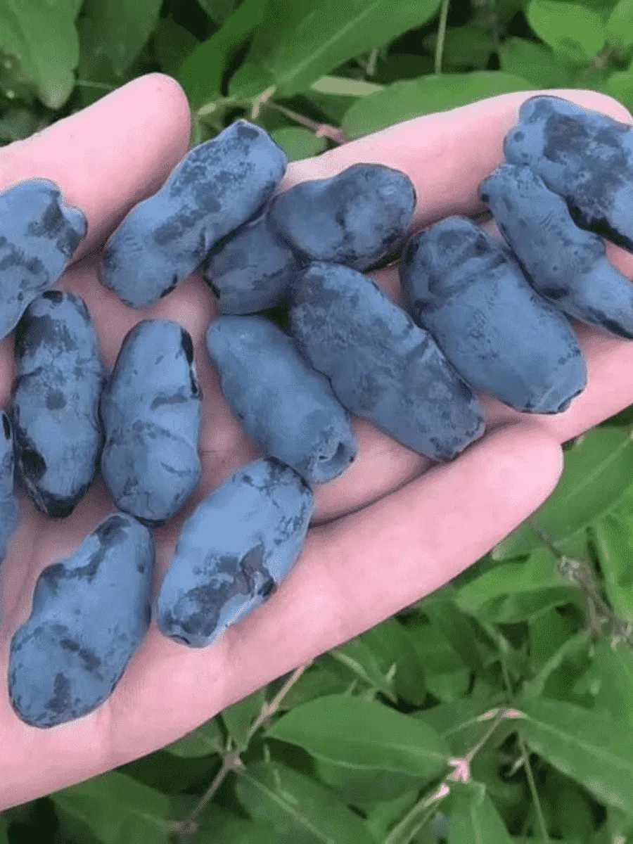 Жимолость плодовая Бакчарский Великан Жимолость плодовая Бакчарский Великан