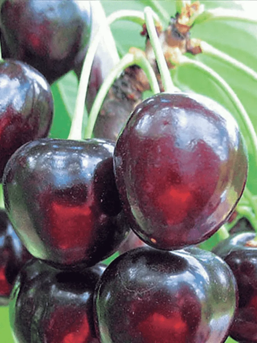 Черешня Речица