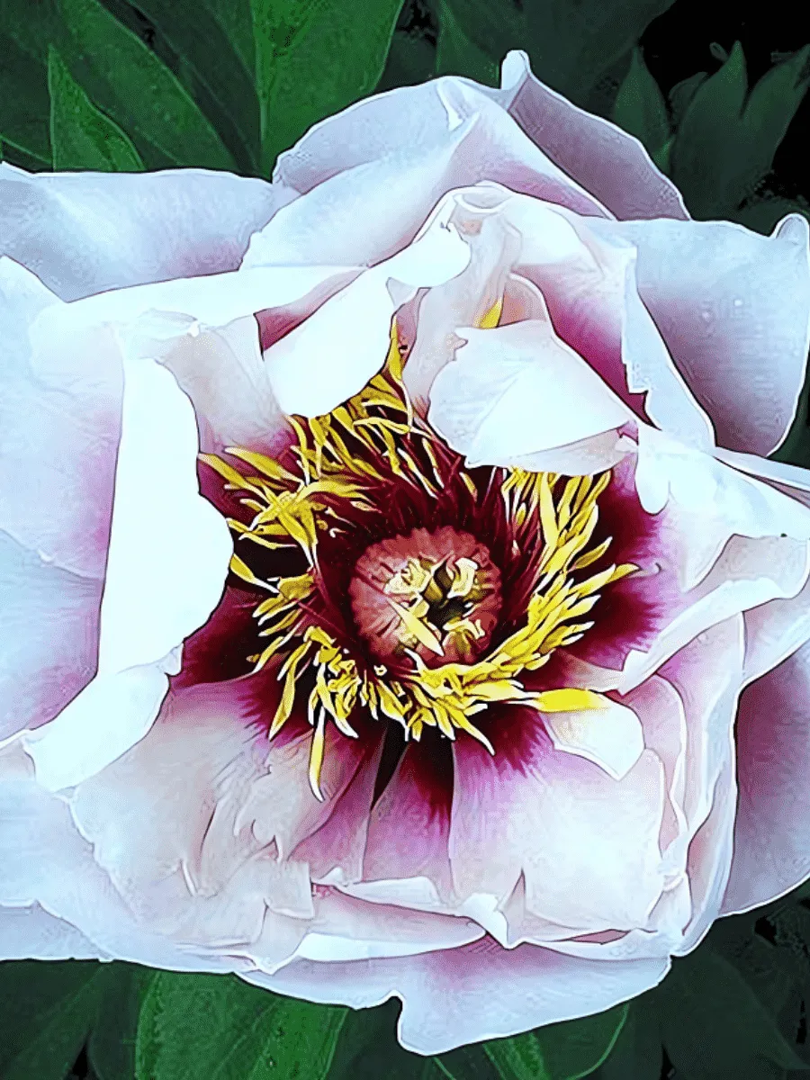 Пион ИТО  Ballerena de Saval