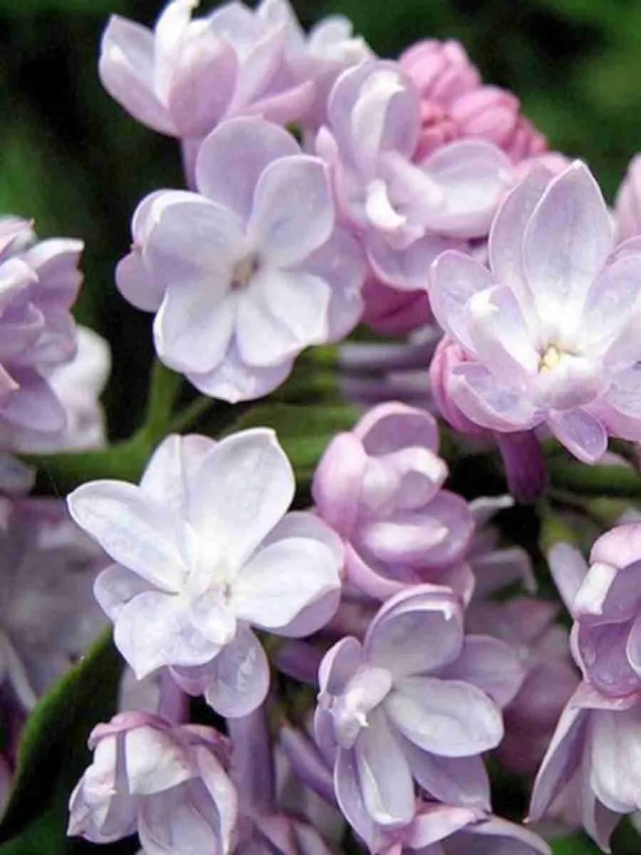 Сирень обыкновенная Белая ночь